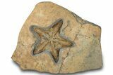 Detailed, Ordovician Fossil Starfish - Morocco #312359-1